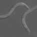 find answer for the question what kind of worms can be treated 116608