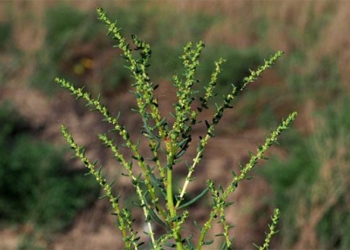 find the species of salt tolerant trees at hundreds of thousands of salt per km2 of land 117570
