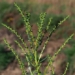 find the species of salt tolerant trees at hundreds of thousands of salt per km2 of land 117570