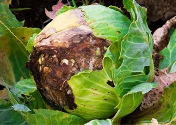 finding the secret about the disease of black spot on winter vegetables 117683
