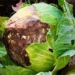 finding the secret about the disease of black spot on winter vegetables 117683