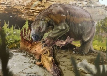 first evidence of the existence of a non venomous long snake not a herbivorous animal 117806