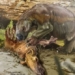 first evidence of the existence of a non venomous long snake not a herbivorous animal 117806