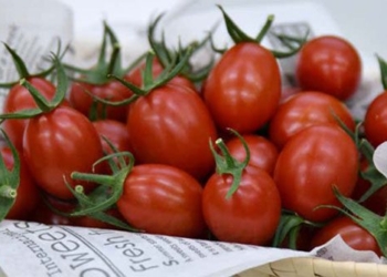 first gene crispr tomato approved in the world 116284