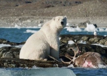 first time recording polar bear hunting tuan loc 116752