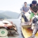 fisherman catches giant monster in ho tuyen quang 115931
