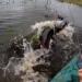 fishing video in the golden water where a man surprisingly pulls up this huge fish boat 116617