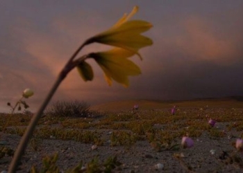 flower blooming on hard surface most necessary planet 116829