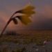 flower blooming on hard surface most necessary planet 116829
