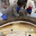 flower stone with mammoth era discovered in cotswolds after 220 000 years 117836