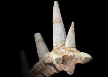 flowering stone reveals 168 million year old monster never before seen in the world 116206