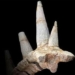 flowering stone reveals 168 million year old monster never before seen in the world 116206