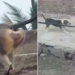 flying when killing 250 dogs for revenge 117786