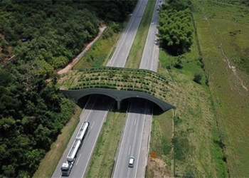 forest bridge brings hope for species when lions are about to go extinct 117697