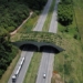 forest bridge brings hope for species when lions are about to go extinct 117697