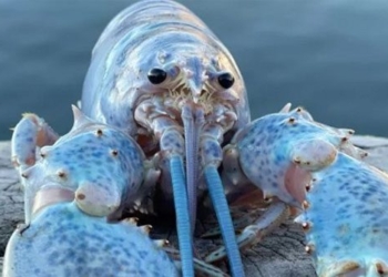 found shrimp hum pull ball 100 million just one 117021