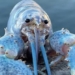found shrimp hum pull ball 100 million just one 117021