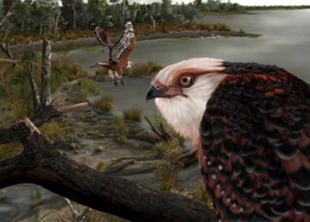 found thach hoa species long by brain 25 million years ago 116196