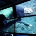 found the fox with a mouse choose happy near 3 million years below the sea 117352