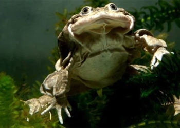 frog species frog not lo peru is under serious threat and only survives in lake titicaca 116464