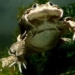 frog species frog not lo peru is under serious threat and only survives in lake titicaca 116464