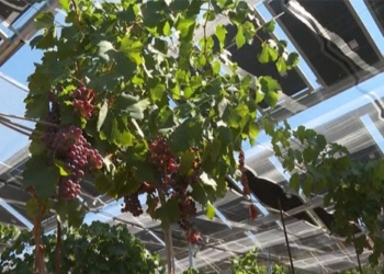 fruit tree garden with mai che le pin sun mat troi 117115