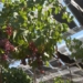 fruit tree garden with mai che le pin sun mat troi 117115