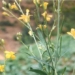 fuel injection could soon be replaced by this crop 116598
