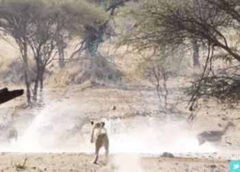 funny moment of the lion in the village makes the kid escape 116981