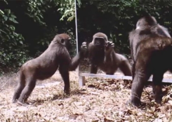 funny reaction of animals when seeing themselves in the mirror 116765