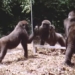 funny reaction of animals when seeing themselves in the mirror 116765