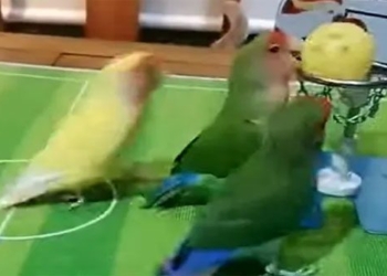 funny video of basketball players acting like professional athletes 116114