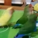 funny video of basketball players acting like professional athletes 116114