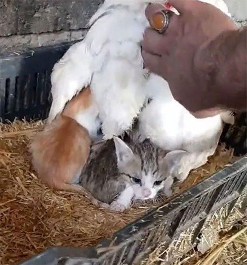 The farmer discovers the three kittens underneath