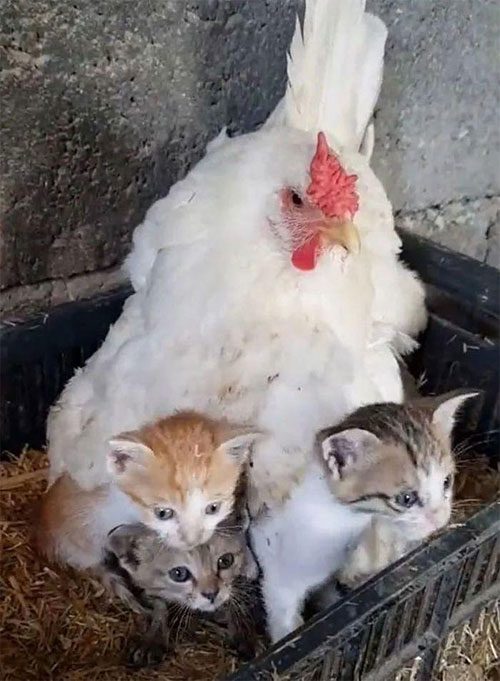 The hen is quite vigilant around anyone approaching and is always aware of protecting the kittens
