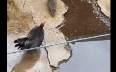 Daring to "mess" with a chicken, the mouse paid a heavy price.