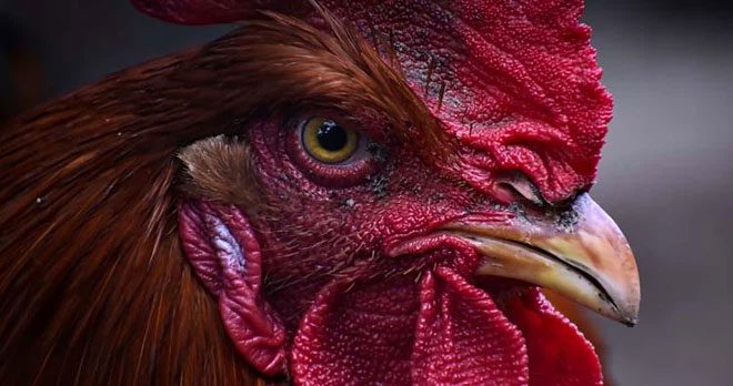 Rooster