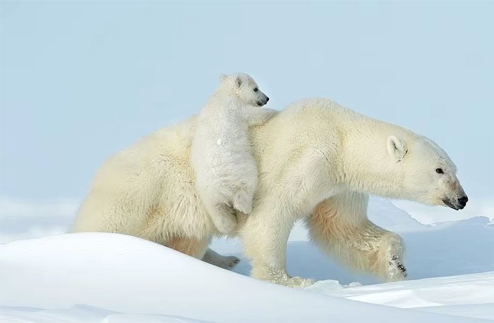 A mother bear and her fluffy white cubs playing in the snow.