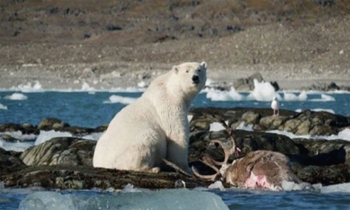 A Polar Bear drags the lifeless body of a caribou ashore and begins to tear apart its prey.