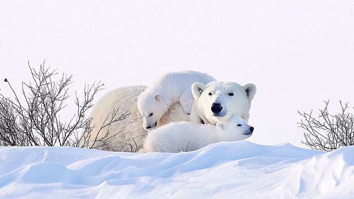 Polar Bear