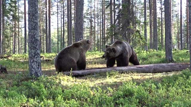 The two bears before entering the battle.