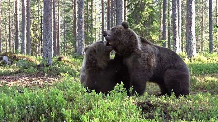 Bears are a beloved and highly respected species in Finland.