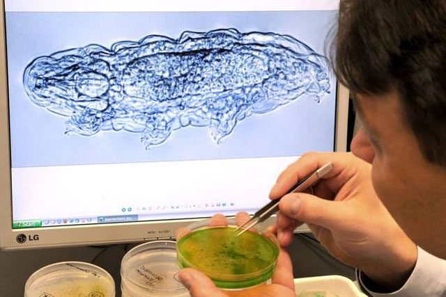 Tardigrades have a truly astonishing body that amazes scientists.