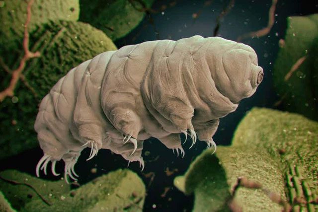 These characteristics make this organism nearly indestructible.