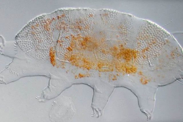 Water bears are a common name for the phylum Tardigrada