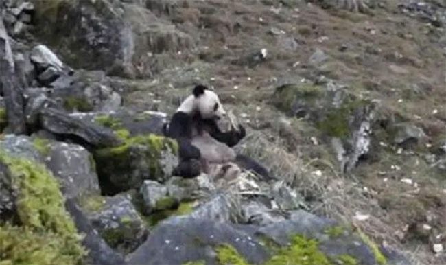 The panda was found gnawing on meat.