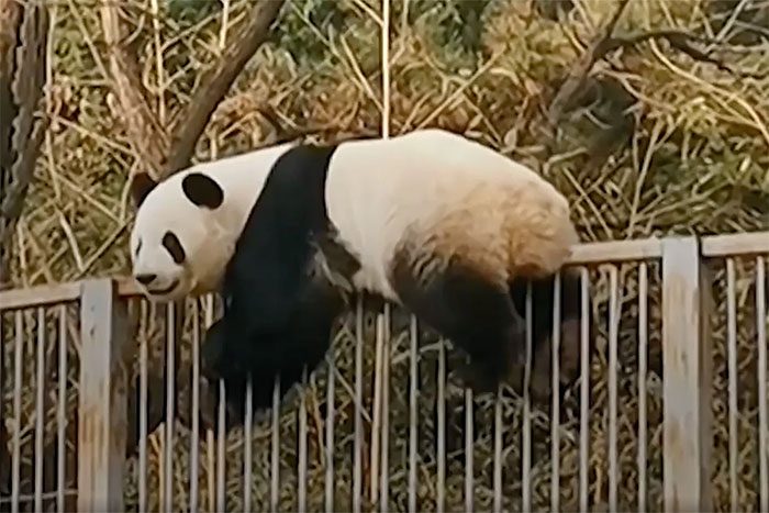 Panda escaping over the fence