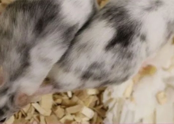 gene editing gender selection for animals to monitor breeding 117625