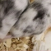 gene editing gender selection for animals to monitor breeding 117625