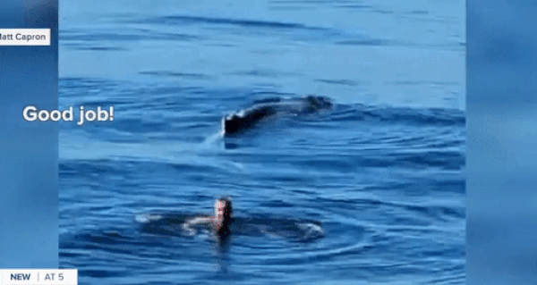 The whale returns to thank its rescuer.